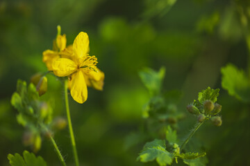 Yellow flower of Greater celandine, Chelidonium majus