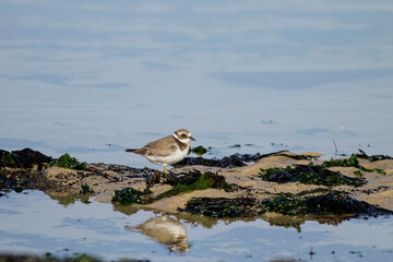 Beautiful plover looking for food