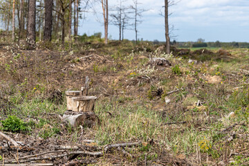 Extracted part of the forest with some trees in the background