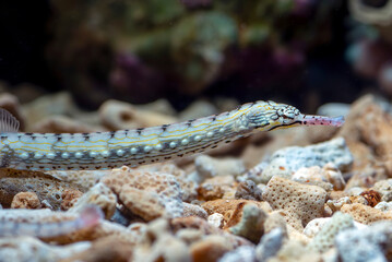 Marine fishes with beautiful corals