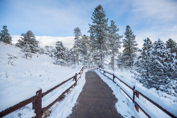 Winter forest