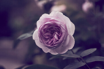 Olivia Austin Rose blossom in my backyard