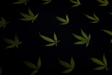 cannabis leaf pattern on black background texture