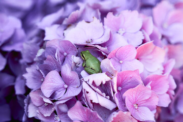hydrangea new visitor Ms. Frog