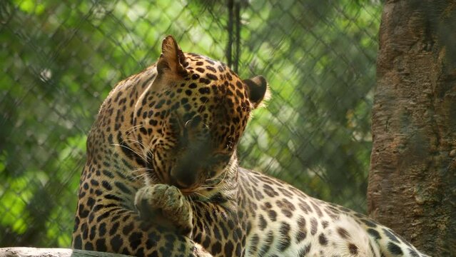 Leopard licking hands in zoo