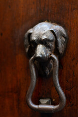 old dog door knocker - obrazy, fototapety, plakaty