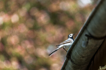 Naklejka premium White Wagtail, Motacilla alba, on house roof