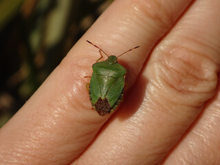 The green shield bug (Palomena prasina) sitting on human finger - seen from behind