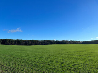 Field, forest and sky in spring