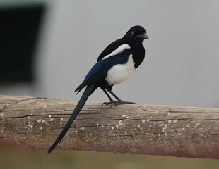 magpie posing in freedom