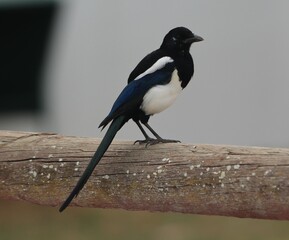 magpie posing in freedom