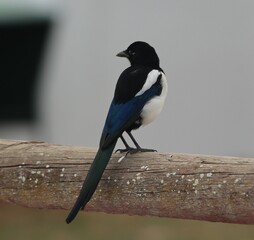 magpie posing in freedom