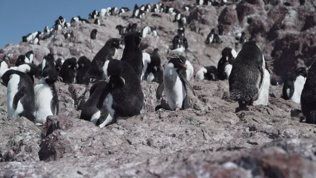 Eudyptes chrysocome is the rock hopper penguin