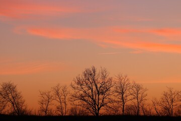 Fototapeta na wymiar alberi con cielo rosso e nuvole in inverno