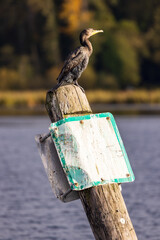 A black cormorant sits perched on top of a faded sign on a lake