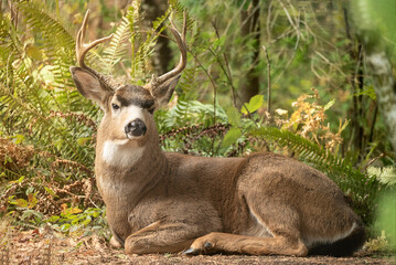 Stag deer resting in the woods