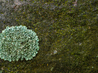 Lichen and moss are growing on rock surface