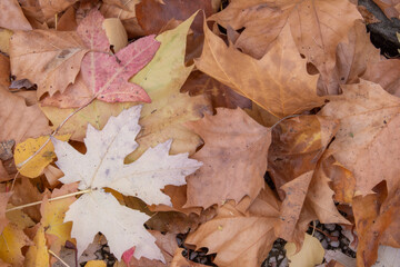  beautiful  leaves in the forest