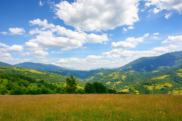 green pasture in carpathian mountain landscape. beautiful countryside scenery in summer. sunny weather with fluffy clouds