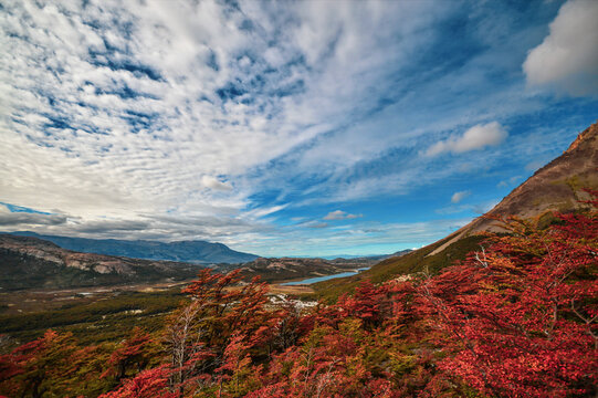 beautiful forest of lenga in El Chalten Argentina.
