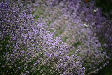 Fototapeta premium Lavanda con farfalle sullo sfondo
