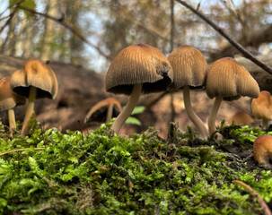 Pilze am Waldboden im Moos