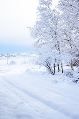 Winter morning on a forest path with trees covered with snow, in the countryside.