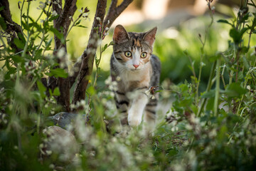 Kitten in Flower Meadow