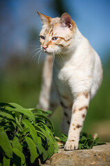 White Bengal outdoor