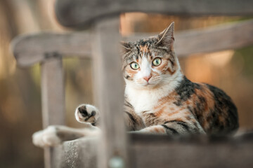 Cat relaxing on Bench Outdoor in Summer