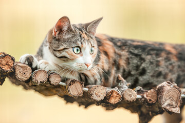 Multi Color Bengal Mix Cat relaxing in wooden Hammock