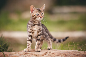 Bengal Kitten standing on Rock © Andreas Krappweis