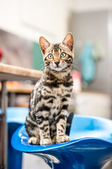 Bengal Cat in Kitchen