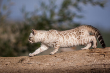 Snow Bengal Kitten outdoor
