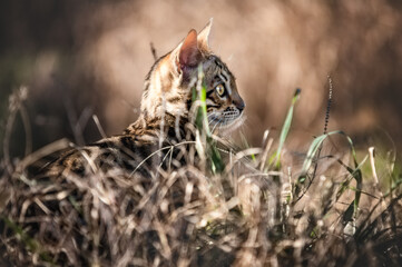Bengal Kitten hiding in Grass