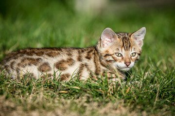 Naklejka na ściany i meble Bengal Kitten in Grass