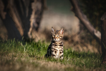 Bengal Kitten outdoor