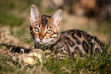Bengal Kitten with Toy