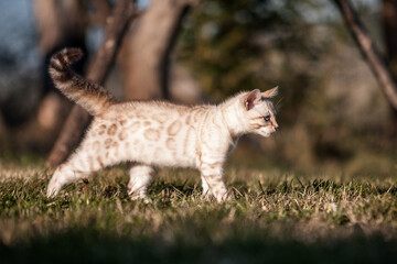 Angry Bengal Kitten
