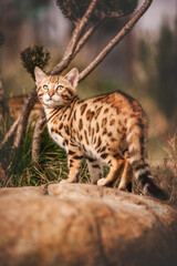 Obraz premium Bengal Kitten outdoor