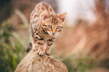 Bengal Kitten outdoor