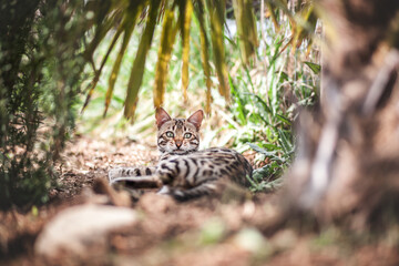 Bengal Kitten relaxing unser little Palm Tree