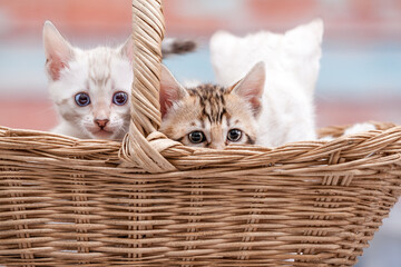 Bengal Kitten