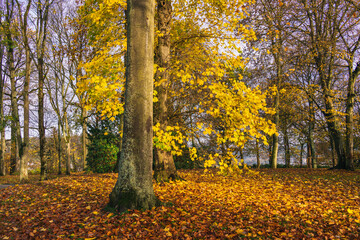 Marburg Entdecken, im Schlosspark Herbst