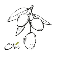 Olive branch with leaves hand drawn vector sketch art