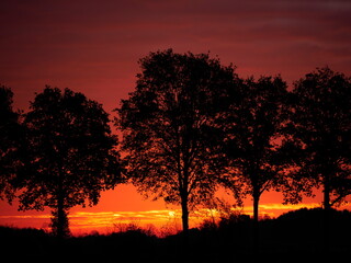sunrise with trees before a red sky
