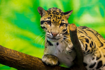 Asian clouded leopard in a tropical house