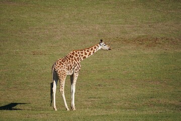 Red-spotted giraffe standing on a green field on a sunny day - Powered by Adobe