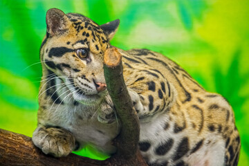 Asian clouded leopard in a tropical house