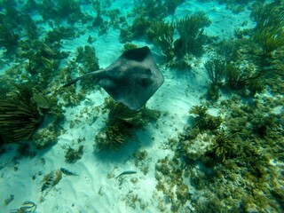 Obraz premium Sting ray view underwater with go-pro camera at Grand Cayman Island